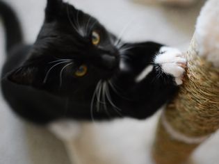 Cat claws in a scratching post