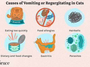 Causes of Vomiting or Regurgitating in Cats