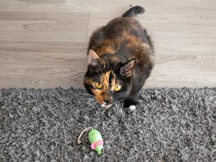 Orange and black cat behind a green toy mouse on gray rug