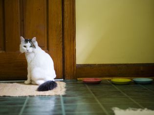 Cat sitting on kitchen rug by food bowls