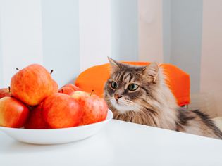 Longhaired tabby cat looking at a bowl of apples