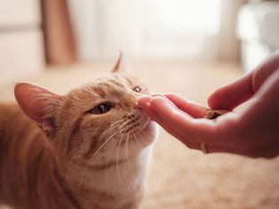 Orange tabby cat eating from his owner's hand