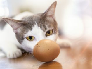 Gray & White Cat Looking at a Brown Egg