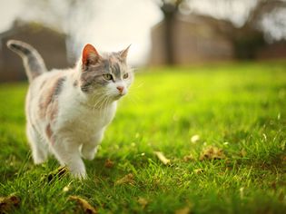 Cat walking across grass outside; feral cat vs stray cat