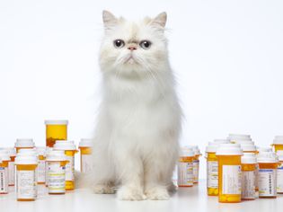 Persian cat sitting with several pill vials