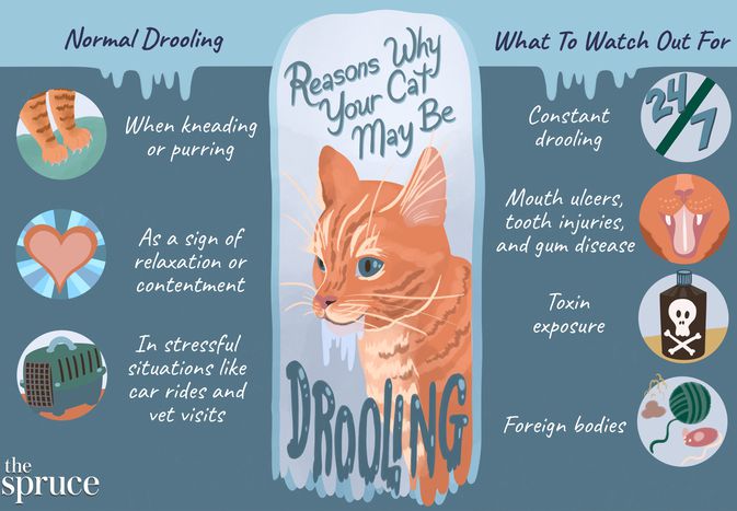 Reasons Why Your Cat May Be Drooling