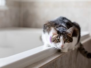 Cat sitting crouched on edge of bathtub 