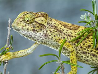 Chamaeleo senegalensis – Senegal chameleon