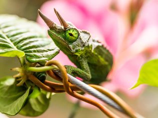 Green chameleon climbing on vine with leaves and pink flower closeup