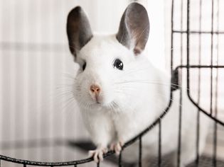 White chinchilla with large gray ears standing in wire cage