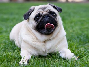 Cream-colored pug laying on grass with tongue out