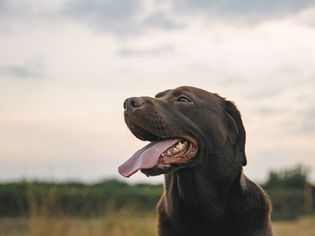 Profile of a Chocolate Labrador Retriever with his Tongue Out at Sunset