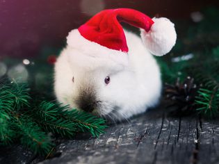 rabbit at christmas tree
