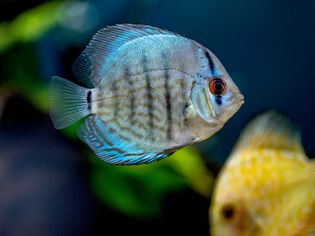 Silver and black striped cichlid fish swimming in aquarium