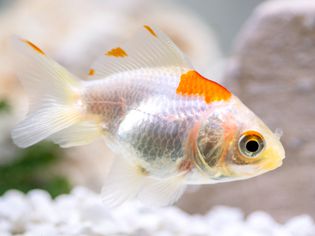 Silver scaled goldfish swimming in tank closeup