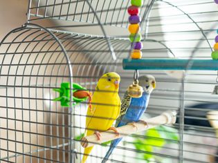 Yellow and blue parakeet birds sitting inside clean bird cage