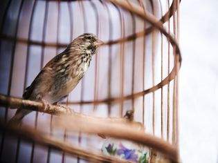 Why Round Cages Don't Work for Birds