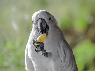 Close up of a cockatoo eating a tangerine.