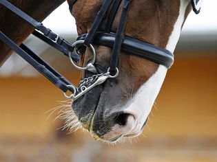 Close-up of a dressage horse's head
