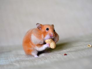 Close-Up Of A Hamster Eating Groundnut