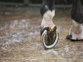 Close-up of a horse's hoof with a new horseshoe