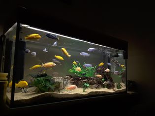 Close-Up Of Fish Swimming In Aquarium At Home