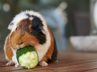 Close-Up Of Guinea Pig Eating Cucumber On Floorboard