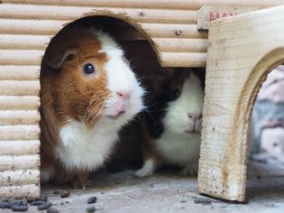 Close-Up Of Guinea Pigs In Pet House