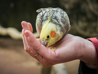 Close-Up Of Hand Holding Parrot