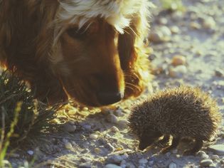 Close-up Of Hedgehog And Dog In Field
