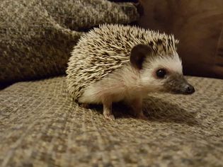 A close-up of a hedgehog indoors