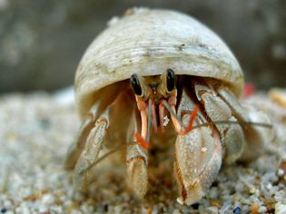 Close-Up Of Hermit Crab In Sea