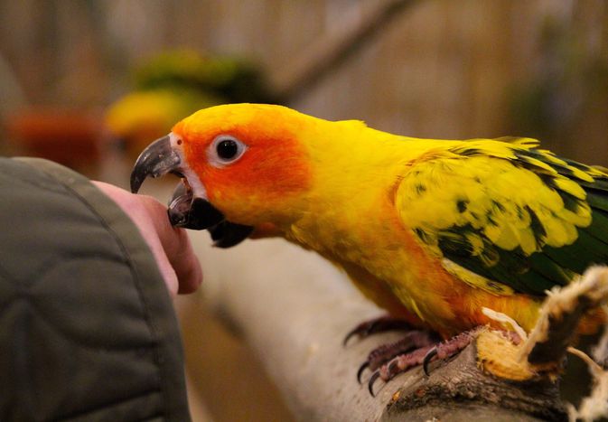 Close-up of parakeet biting finger