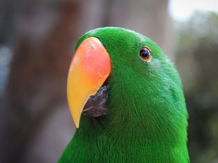 Close-up of the beak of a green parrot