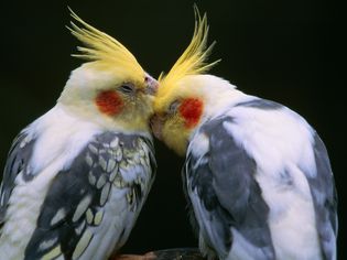 Cockatiel, couple