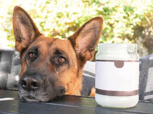 German Shepard dog laying its head on table next to jar of coconut oil