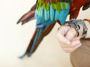 Colorful macaw parrot on neutral background