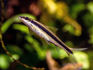 Siamese algae eater fish swimming upward with black stripe down side