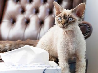 Tan short-haired cat sitting next to box of tissues