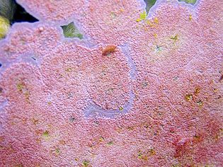 Pink Coralline algae on aquarium glass