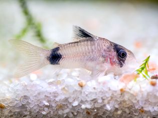 Cory catfish swimming in aquarium tank with white pebbles