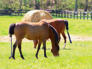 Brown Arabian horses feeding in field with bale of hay behind them