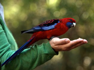 Cropped Hand Feeding Female Eclectus Parrot
