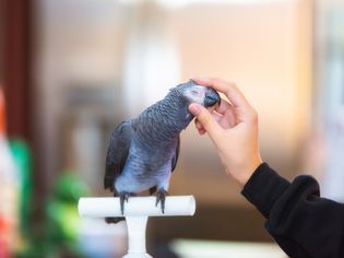 Cropped Image of Woman Stroking African Grey Parrot