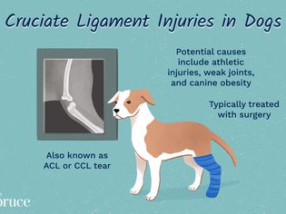 Cruciate Ligament Injuries in Dogs