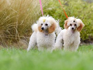 Curly-haired white and tan colored poodles on colorful leaches standing outside