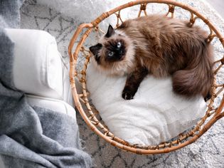 Cute Balinese cat in basket at home, top view. Fluffy pet