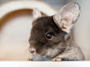 Cute chinchilla of brown velvet color is sitting in his house and looking away, side view.