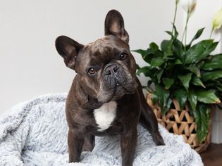Dark brown and white French bulldog standing on gray fluffy bed