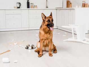cute German Shepherd sitting on floor with metal bowl and broken dishes in kitchen